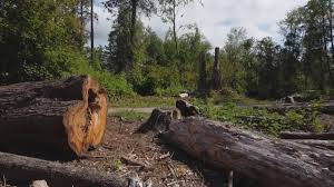 Best Lot and Land Clearing  in Everson, WA