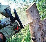 Best Arborist Consultation Services  in Everson, WA