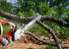 Best Tree Health Inspection  in Everson, WA