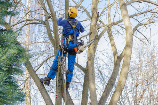 Best Tree Maintenance Programs  in Everson, WA