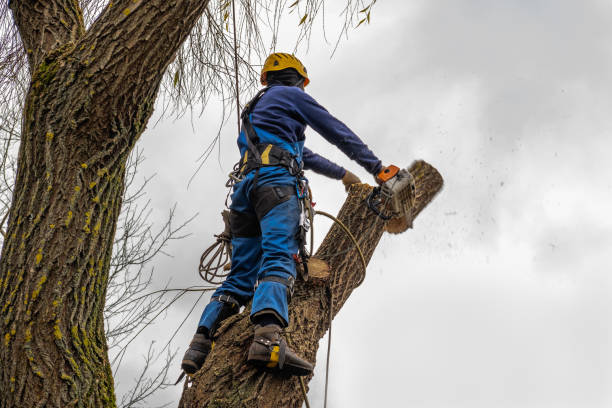 Best Storm Damage Tree Cleanup  in Everson, WA