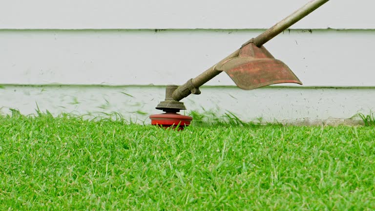 Best Stump Grinding and Removal  in Everson, WA