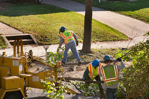 Best Tree Preservation Services  in Everson, WA