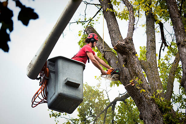 Best Seasonal Cleanup (Spring/Fall)  in Everson, WA