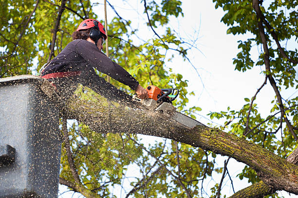 Best Leaf Removal  in Everson, WA